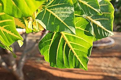 因没有DLC而差评？ 《黑神话：悟空》在《钟馗》发布后评分下滑